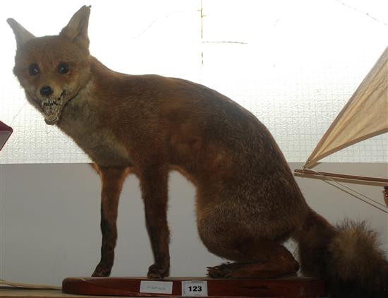 Taxidermic fox